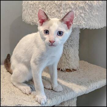 Romo -  Siamese Cat for Adoption in Roswell, Georgia - Romo | PetCurious