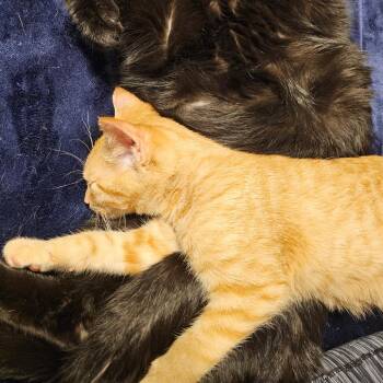 Pearl -  Domestic Short Hair Cat for Adoption in Carroll, Iowa - Pearl | PetCurious