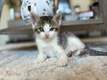 RUDY -  Domestic Short Hair Cat for Adoption in Santa Clara, California - RUDY | PetCurious