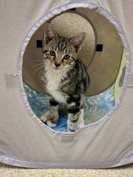 Rescue Domestic Short Hair Cats for Adoption in Brick Township, New Jersey - Mocha | PetCurious