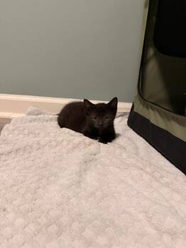 Anubis -  Domestic Short Hair Cat for Adoption in Emerald Isle, North Carolina - Anubis | PetCurious
