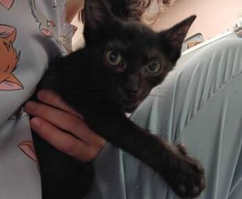 Lapis -  Domestic Short Hair Cat for Adoption in Palm Coast, Florida - Lapis | PetCurious
