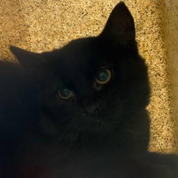 Domestic Short Hair Cats Available for Adoption in Asheville, North Carolina - Nell Crain | PetCurious