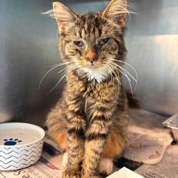 Katty -  Domestic Short Hair Cat for Adoption in Huntington, West Virginia - Katty | PetCurious