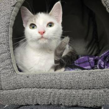 Domestic Short Hair Cats Available for Adoption in Newport, Tennessee - Diamond | PetCurious