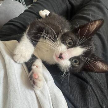 Romina -  Domestic Short Hair Cat for Adoption in Los Angeles, California - Romina | PetCurious
