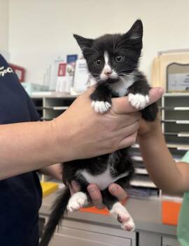 CRY BABY GRACE -  Domestic Short Hair Cat for Adoption in Antioch, California - CRY BABY GRACE | PetCurious