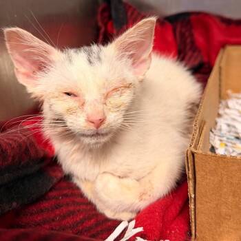 Creepy Crawly -  Domestic Short Hair Cat for Adoption in Charleston, West Virginia - Creepy Crawly | PetCurious