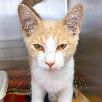 Timber -  Domestic Short Hair Cat for Adoption in Hannibal, Missouri - Timber | PetCurious