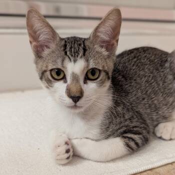 Ellie -  Domestic Short Hair Cat for Adoption in Jacksonville, Florida - Ellie | PetCurious