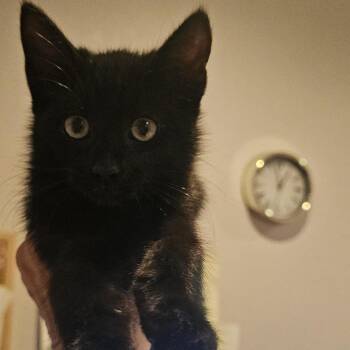 Jasnah -  Domestic Short Hair Cat for Adoption in Port Charlotte, Florida - Jasnah | PetCurious