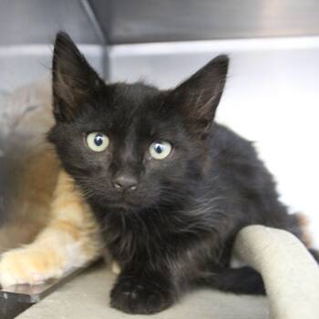 Domestic Short Hair Cats Available for Adoption in Yucca Valley, California - Coal | PetCurious