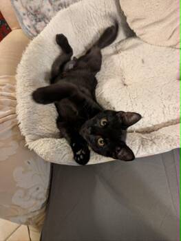 Thames -  Domestic Short Hair Cat for Adoption in Oviedo, Florida - Thames | PetCurious