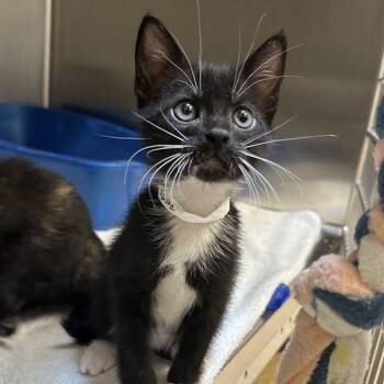 Longsword -  Domestic Short Hair Cat for Adoption in Walnut Creek, California - Longsword | PetCurious