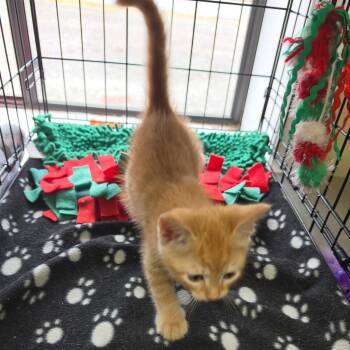 Tabby and Tiger Cats Available for Adoption in Clarksville, Virginia - Trumpet Lilly | PetCurious