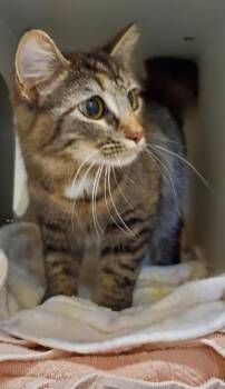 Neela -  Domestic Short Hair Cat for Adoption in Fairfax, Virginia - Neela | PetCurious
