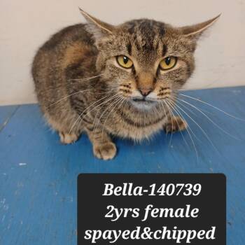 Domestic Short Hair Cats Available for Adoption in New Tazewell, Tennessee - Bella | PetCurious