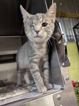 MuMu -  Domestic Short Hair Cat for Adoption in Shelbyville, Tennessee - MuMu | PetCurious