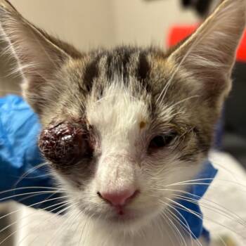 furry -  Domestic Short Hair Cat for Adoption in Yuma, Arizona - Furry | PetCurious