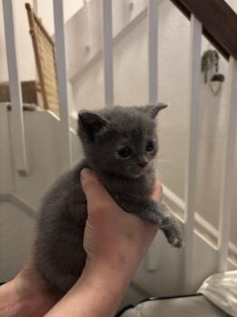 Popsicle -  Domestic Short Hair Cat Available for Adoption in Virginia Beach, Virginia - Popsicle | PetCurious