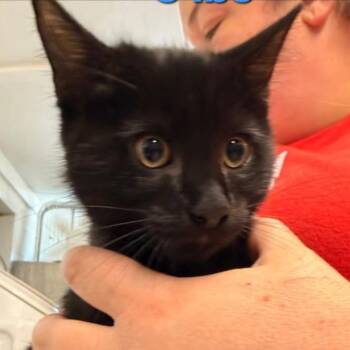 Domestic Short Hair Cats Available for Adoption in Nashville, Tennessee - Raven | PetCurious