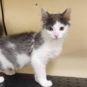 Brittany -  Domestic Medium Hair Cat for Adoption in Shinnston, West Virginia - Brittany | PetCurious