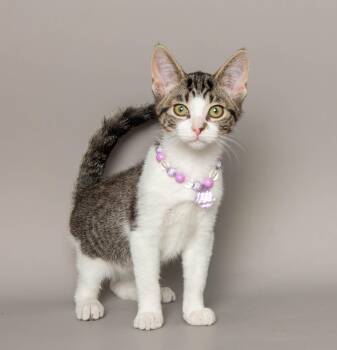 MADISYN -  Domestic Short Hair Cat for Adoption in Wyandotte, Michigan - MADISYN | PetCurious