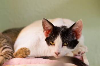Omelet -  Domestic Short Hair Cat for Adoption in Hot Springs, Arkansas - Omelet | PetCurious