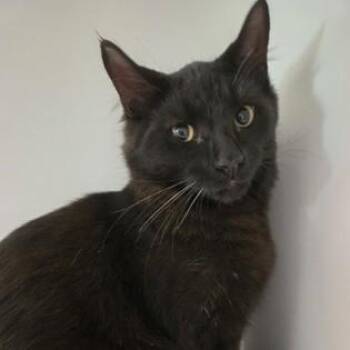 Andrew -  Domestic Short Hair Cat for Adoption in Phoenixville, Pennsylvania - Andrew | PetCurious