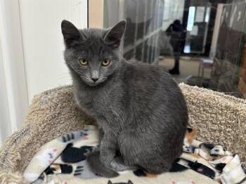 Rescue Domestic Short Hair Cats for Adoption in Mckinleyville, California - RAINY | PetCurious
