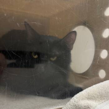 Leroy Jethro (Gibbs) -  Domestic Short Hair Cat for Adoption in Reno, Nevada - Leroy Jethro (Gibbs) | PetCurious