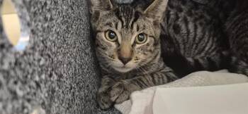 Rescue Domestic Short Hair Cats for Adoption in Pasadena, California - JUNI | PetCurious