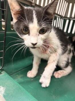 Domestic Short Hair Cats Available for Adoption in West Chester, Pennsylvania - Avocado Roll | PetCurious