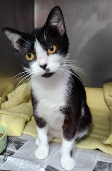 Rescue Domestic Short Hair Cats for Adoption in Cincinnati, Ohio - Baguette | PetCurious