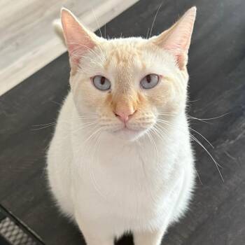 Tucker -  Siamese Cat for Adoption in Little River, South Carolina - Tucker | PetCurious