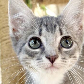 Domestic Short Hair Cats Available for Adoption in Bulverde, Texas - Zelda | PetCurious