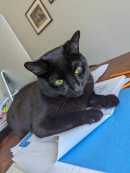 Domestic Short Hair Cats Available for Adoption - Simba | PetCurious