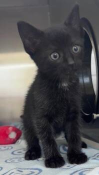 Domestic Short Hair Cats Available for Adoption in Honolulu, Hawaii - Sally | PetCurious