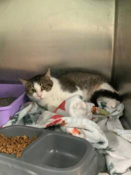 linnie -  Domestic Short Hair Cat for Adoption in Waverly, Tennessee - Linnie | PetCurious