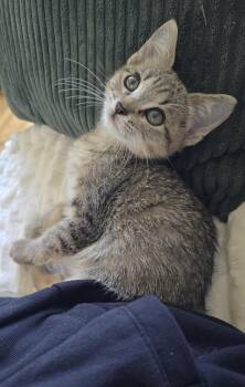 Lilo (small & snuggly) -  Domestic Short Hair Cat for Adoption in Houston, Texas - Lilo (small & Snuggly) | PetCurious