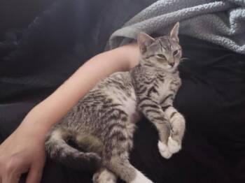 Lucy -  Domestic Short Hair Cat for Adoption in Breinigsville, Pennsylvania - Lucy | PetCurious