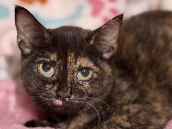 Umeko -  Domestic Short Hair Cat for Adoption in Portland, Oregon - Umeko | PetCurious