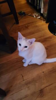 Rescue Domestic Short Hair Cats for Adoption - Barnabus | PetCurious