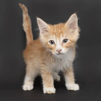 Zeus -  Domestic Short Hair Cat for Adoption in Franklin, Tennessee - Zeus | PetCurious