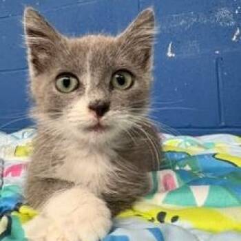 Ocean -  American Shorthair Cat for Adoption in Bethel, Connecticut - Ocean | PetCurious