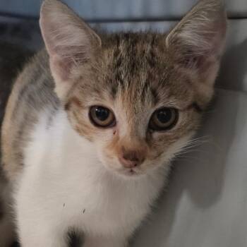 Millet -  Domestic Short Hair Cat for Adoption in Mt. Juliet, Tennessee - Millet | PetCurious
