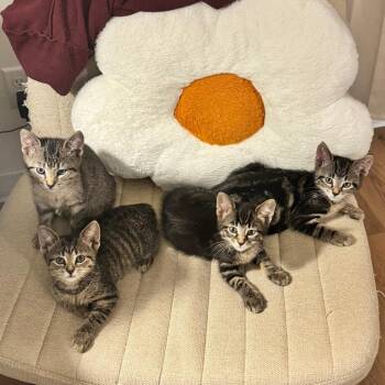 Sorghum -  Domestic Short Hair Cat for Adoption in Evanston, Illinois - Sorghum | PetCurious