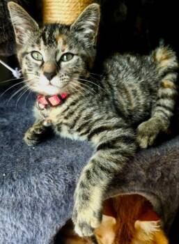 Miss Elsa -  Torbie Cat Available for Adoption in Knoxville, Tennessee - Miss Elsa | PetCurious