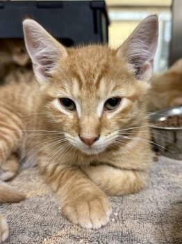 Broccoli -  Domestic Short Hair Cat for Adoption in Wichita, Kansas - Broccoli | PetCurious