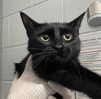 Domestic Short Hair Cats Available for Adoption - Elsa | PetCurious